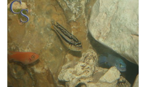 Melanochromis auratus